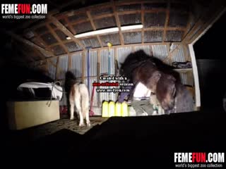 Horse sex cum compilation - Animals porn