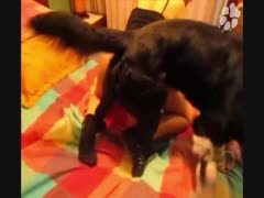 Dog sex hard and cum on pussy - HD animal xxx