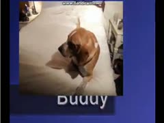 Dog come and fuck human and get creampie