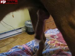 Cam Dog Sex In Motel