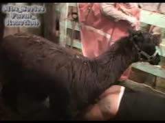 Sex animal so hot