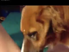 Japanese Young girl fucks dog getting creampie