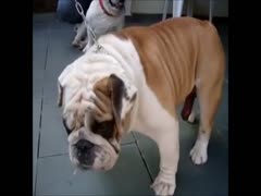 free dog fucks girl bigg sexfull hd download 720p