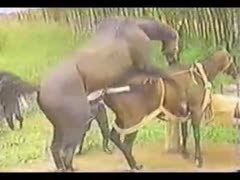 Horse fucking hardcore - porn horse