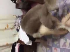 deep Pussy lustful babe - dog porn