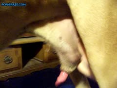 Sexy Babe - Animal Porn Free