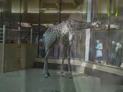 Unlock the Enchantment of Love: A Heartwarming Tale of the Giraffe's Undeniable Allure!