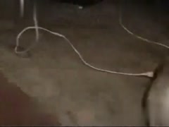 Caught in the Act! Witness a Dog's Heroic Deed Caught on Camera!