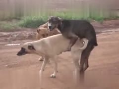 Watch Free Animal Sex Xxx: Unleash the Wildest Fantasies with Dog Sex!