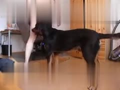 Unbelievable: Watch Dogs Show Unconditional Love Through Animal Sex!